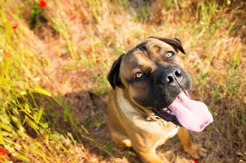 Brown dog in field