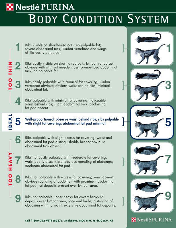 Purina - Body Condition System - Cats Purina - Body Condition System - Cats