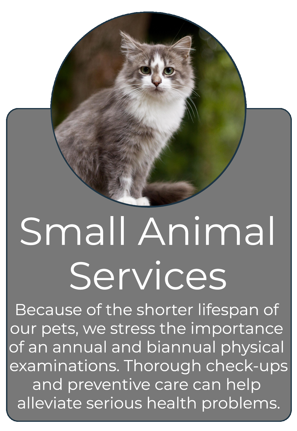 Small Animal Services - Click to read about our services