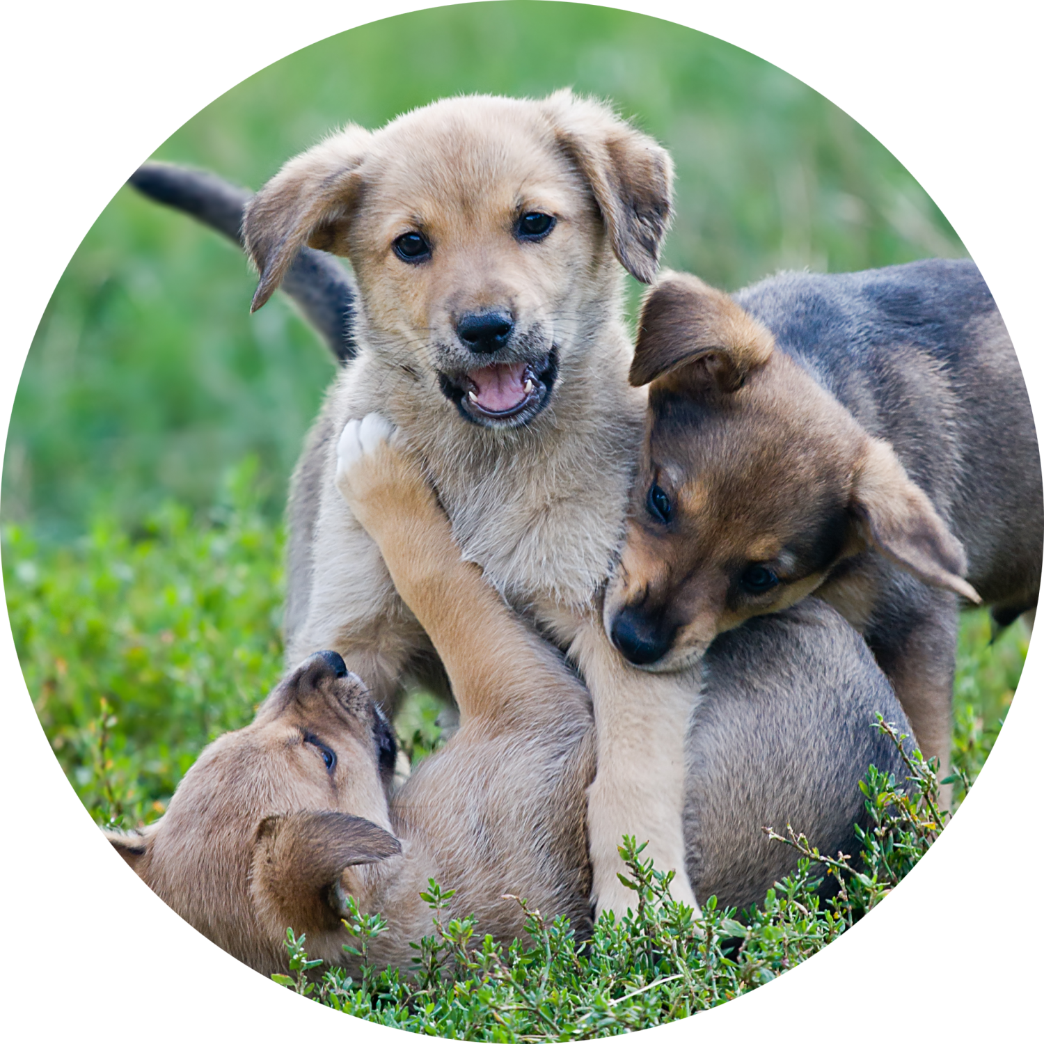 Puppies Playing - Puppy Information Page
