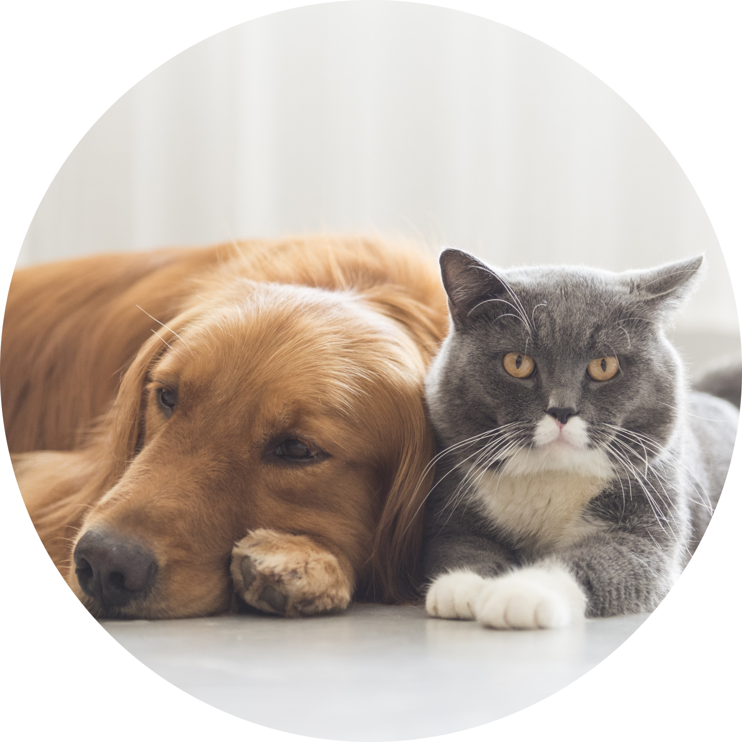 Cat and Dog